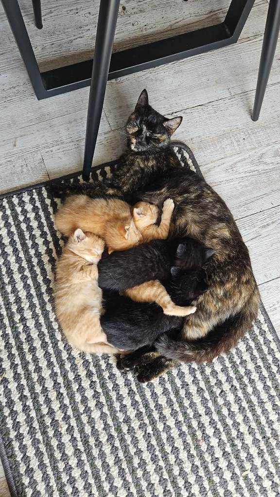 Kittens for sale