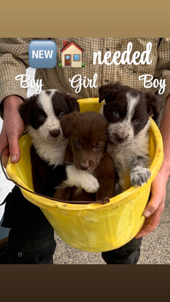 Border Collie Cross Puppies 
