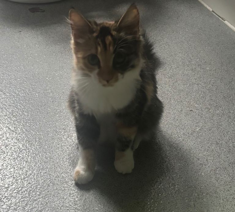 Beautiful Bengal x female kitten 