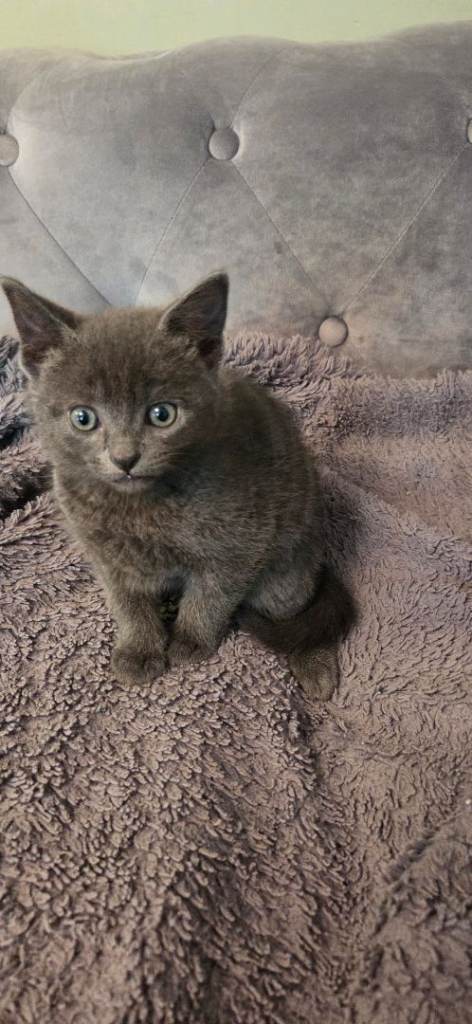 Mix Russian blue Kitten