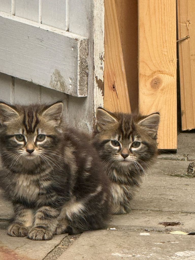 KITTENS FOR SALE