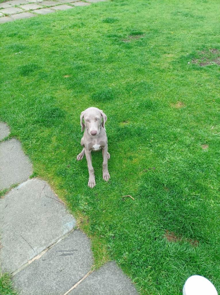 Weimaraner Puppy for sale