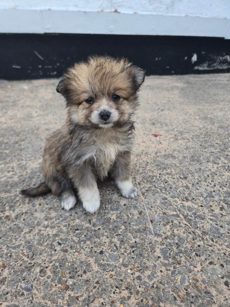 Pomeranian puppies forsale