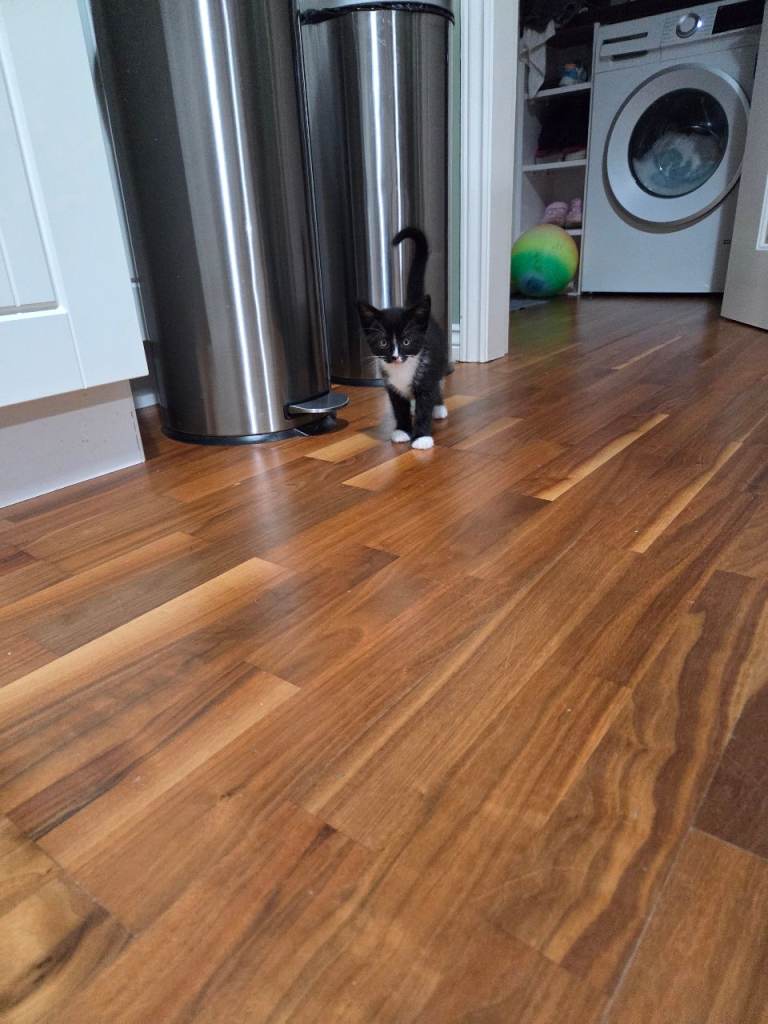 Beautiful Fluffy Long-Haired Black & White Kittens Females 