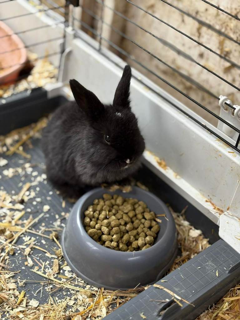  1 baby lop rabbit left 