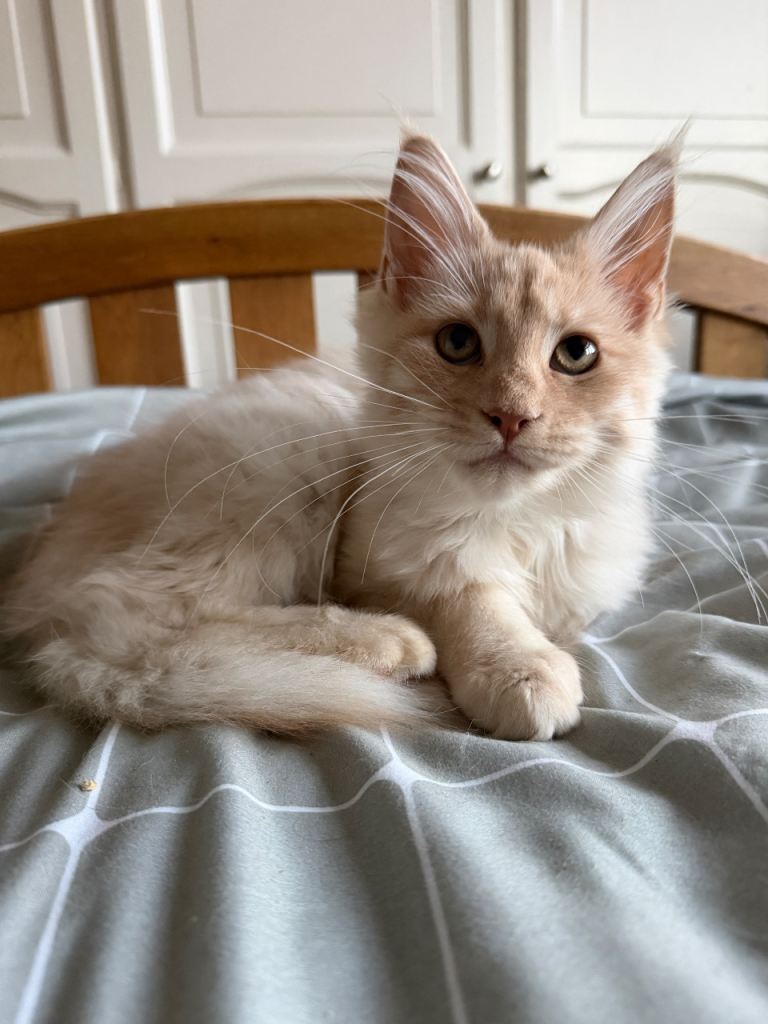 Maine Coon 3/4 Cross Kittens 
