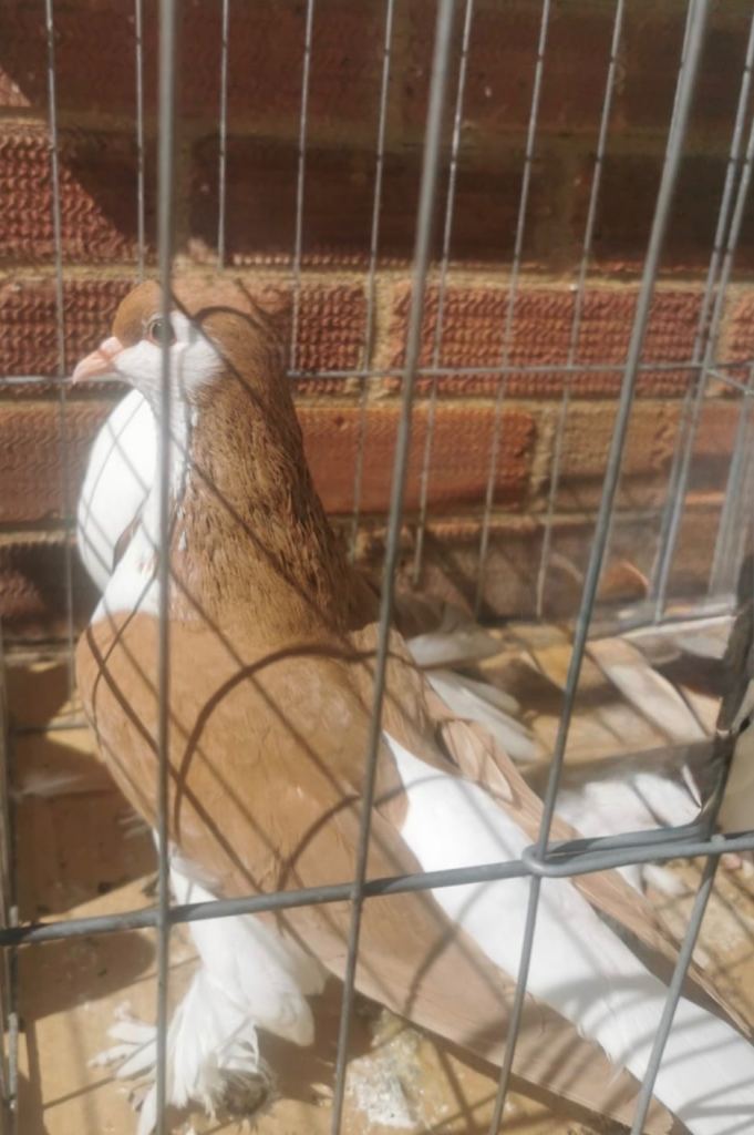 Lahore pigeons for sale 