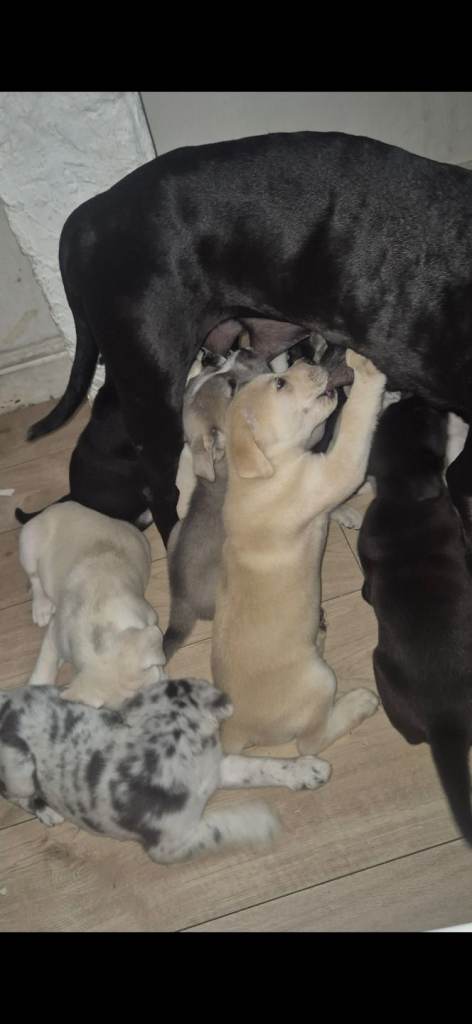 Rare cane corso x Husky puppies ready 20th june