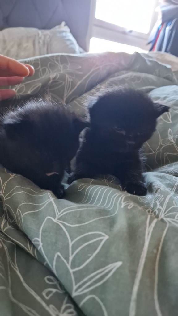 Male Kittens for sale