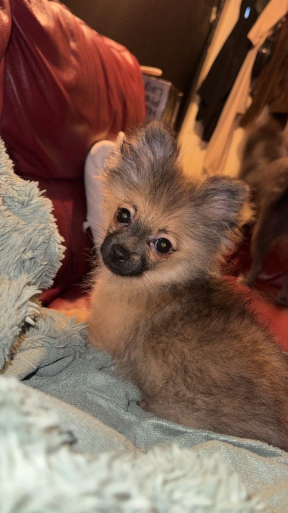 Puppy 