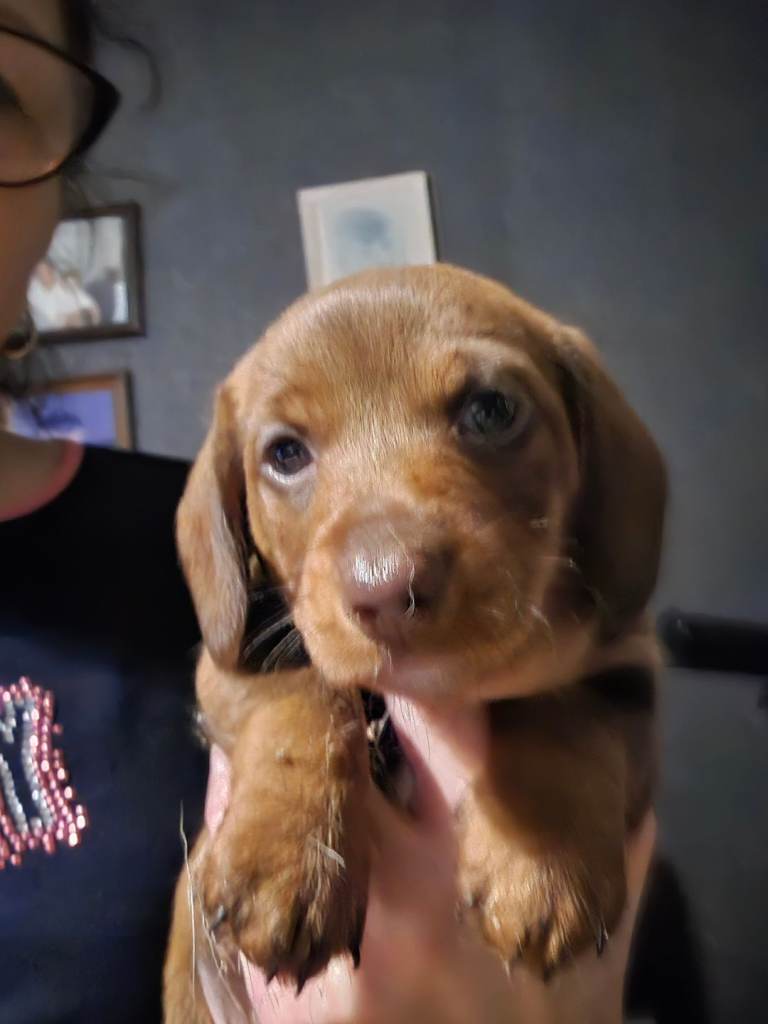Standard wired hair dachshund puppies