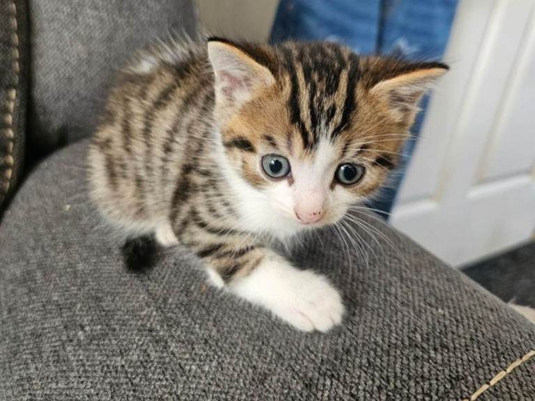Gorgeous boy kitten 😸 