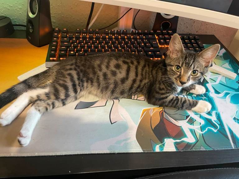 Adorable kitten for sale please read description 
