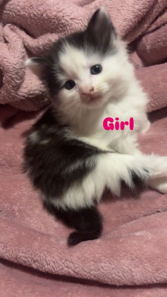 Kitten looking for her new home!