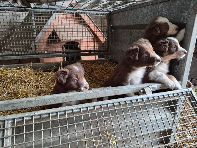 Collie pups
