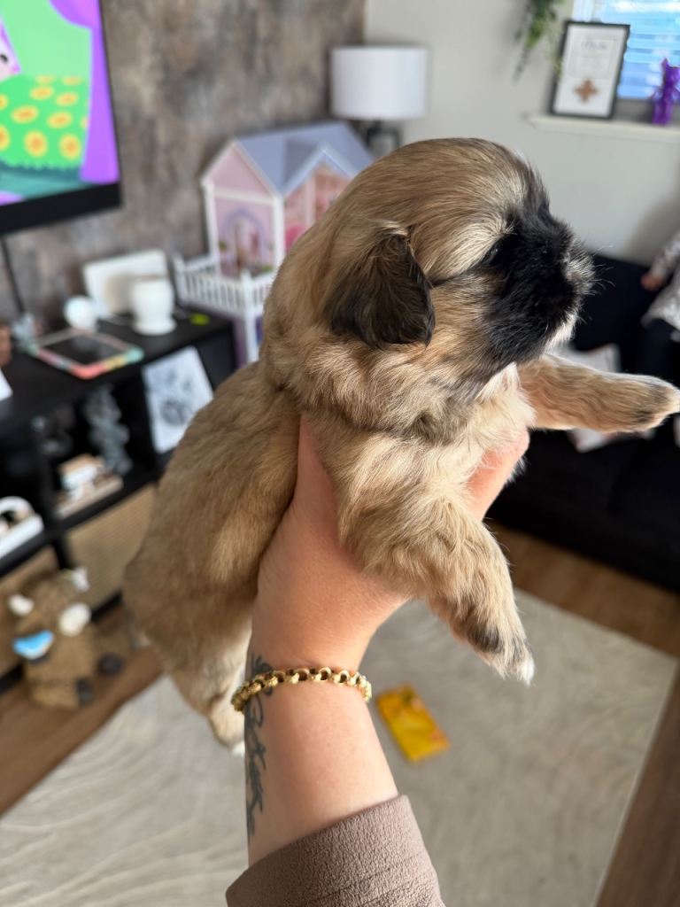 Shih Tzu puppy’s 