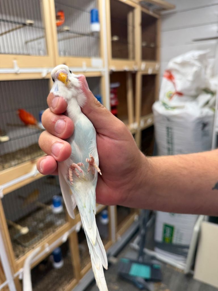 Beautiful colour baby budgies 