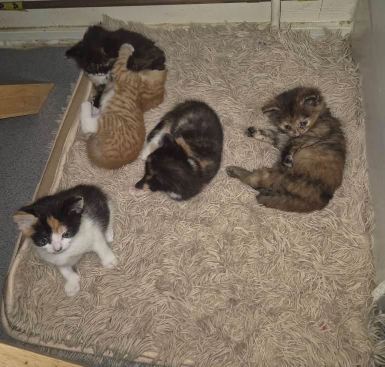 Gorgeous Multi coloured Kittens