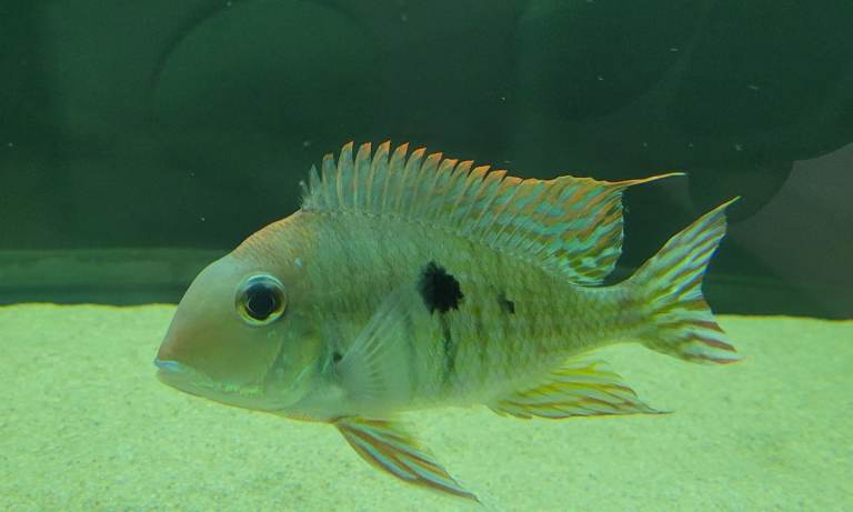 Geophagus Tapajos 