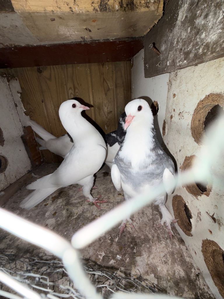 Young pigeons