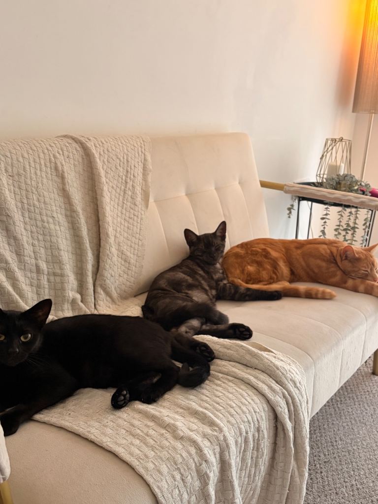 Three cats looking for a new home 