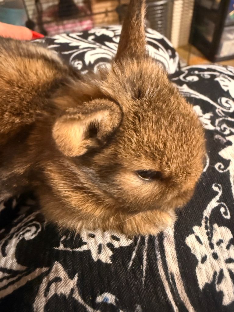 Bunnies for 