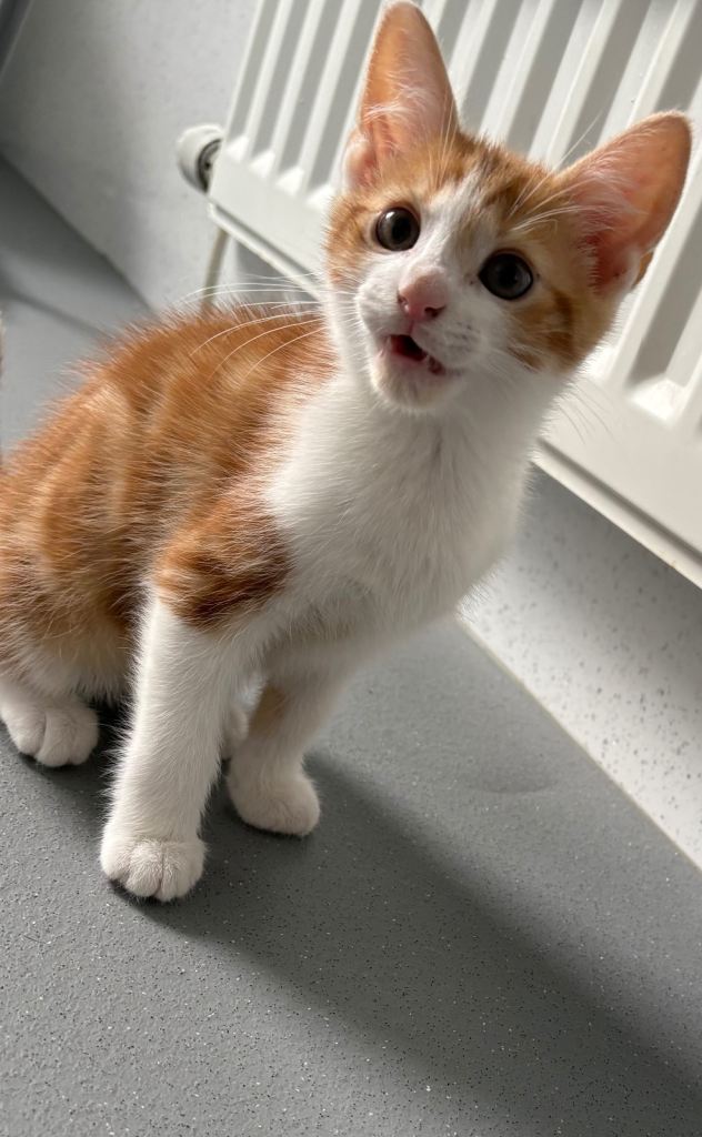 Kitten
