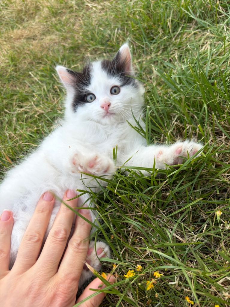 Male kitten