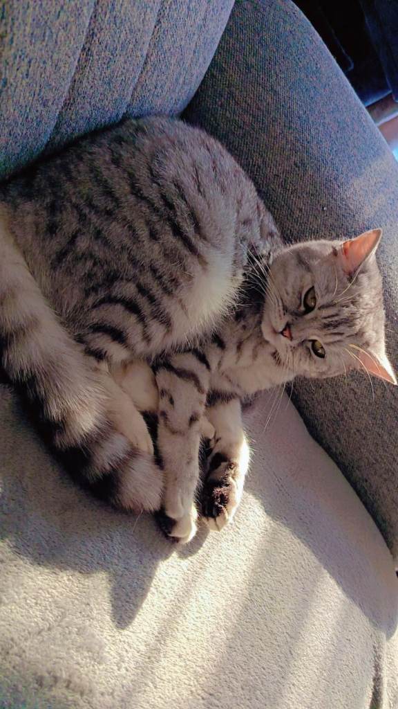 British shorthair