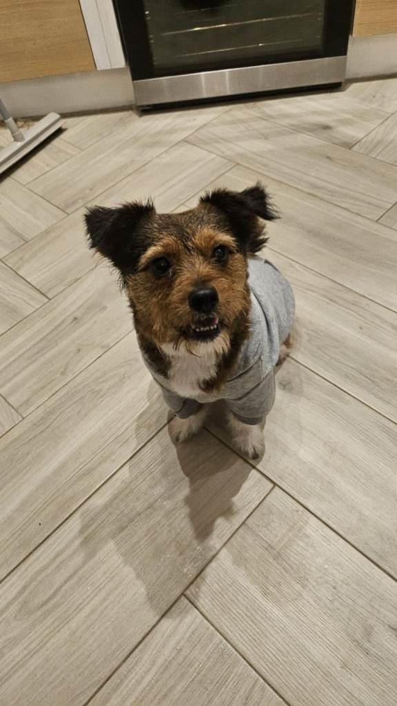 Mixed breed dog looking for a new home 