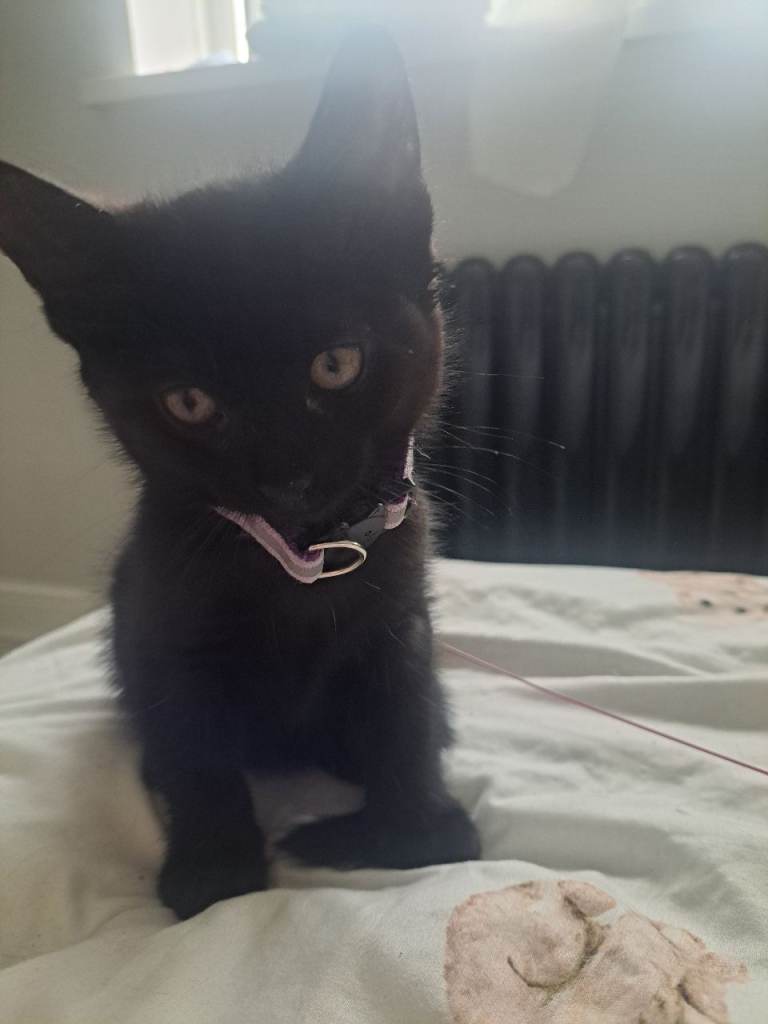 Kittens 