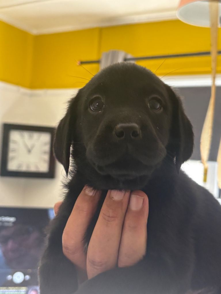 Adorable Black Labrador Retriever Puppies Ready for New Homes