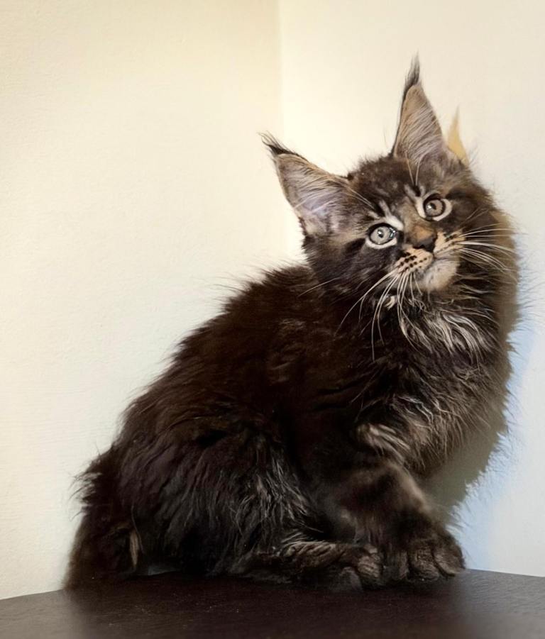 Beautiful purebred maine coon kittens