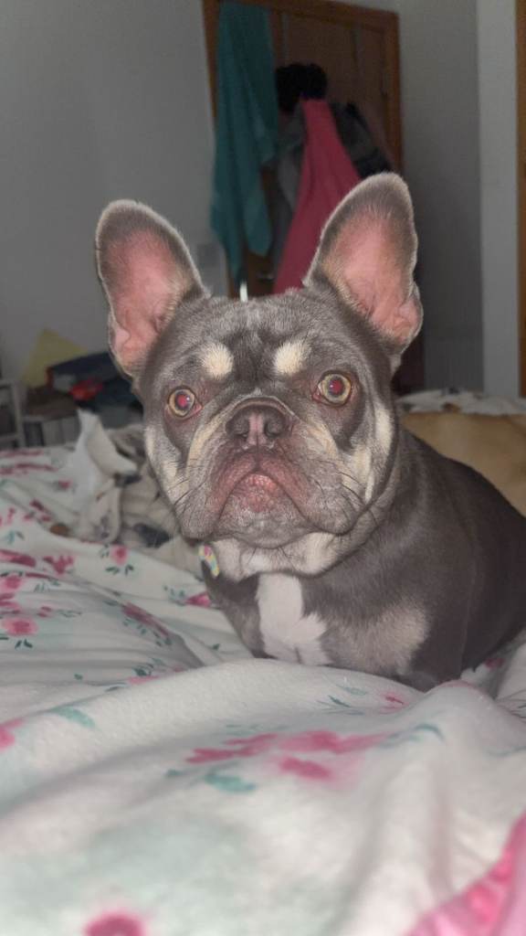 1 yo female french bulldog lilac & tan