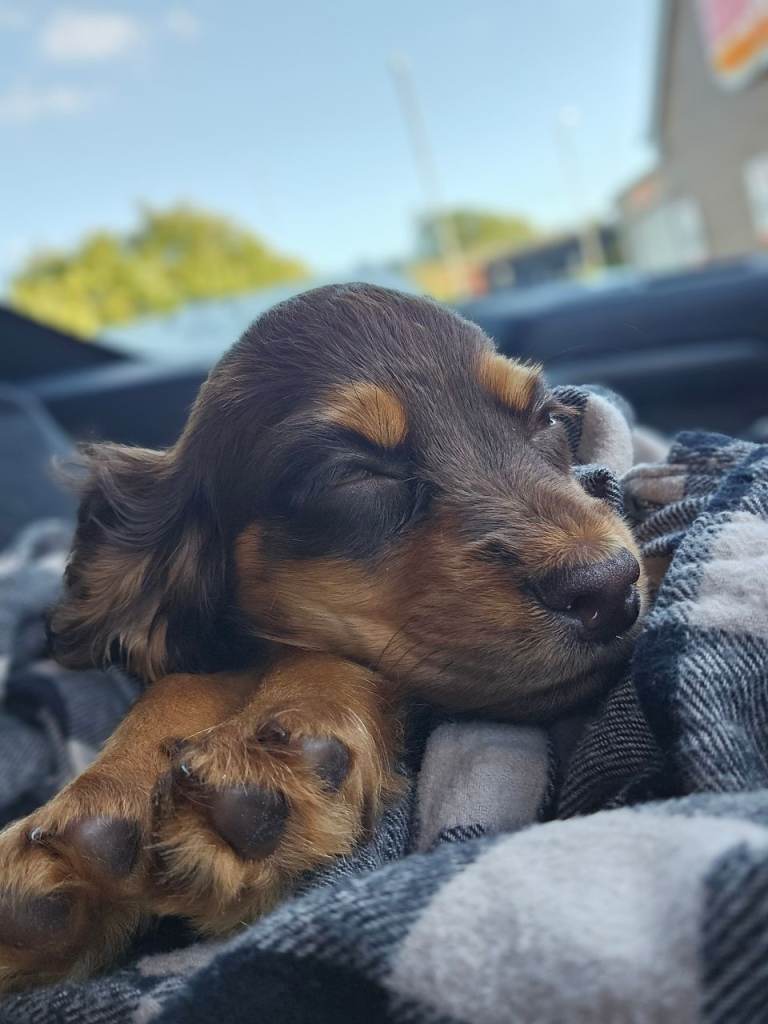 Cocker spaniel rehome