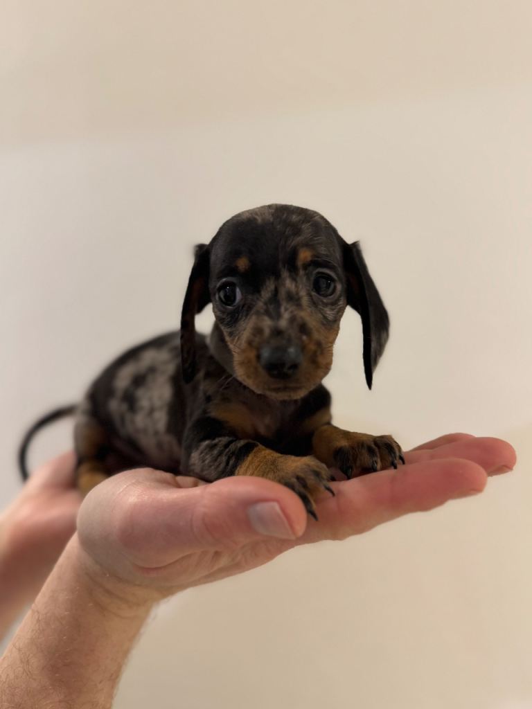 KC registered Miniature Dachshunds
