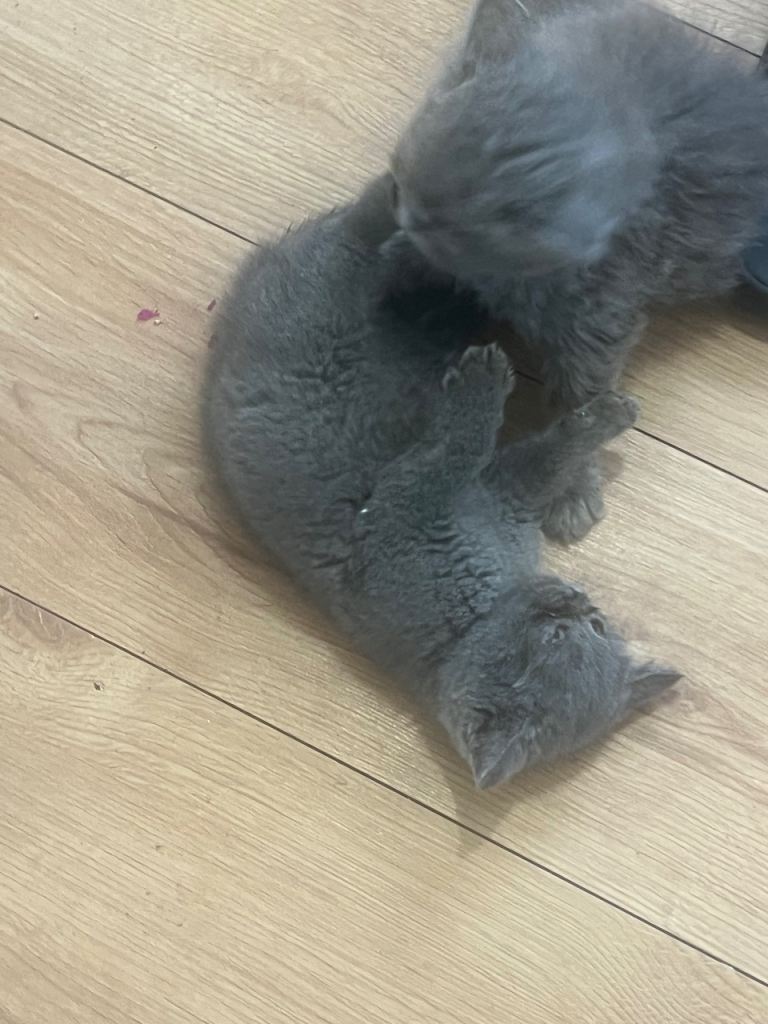 Kitten for sale 