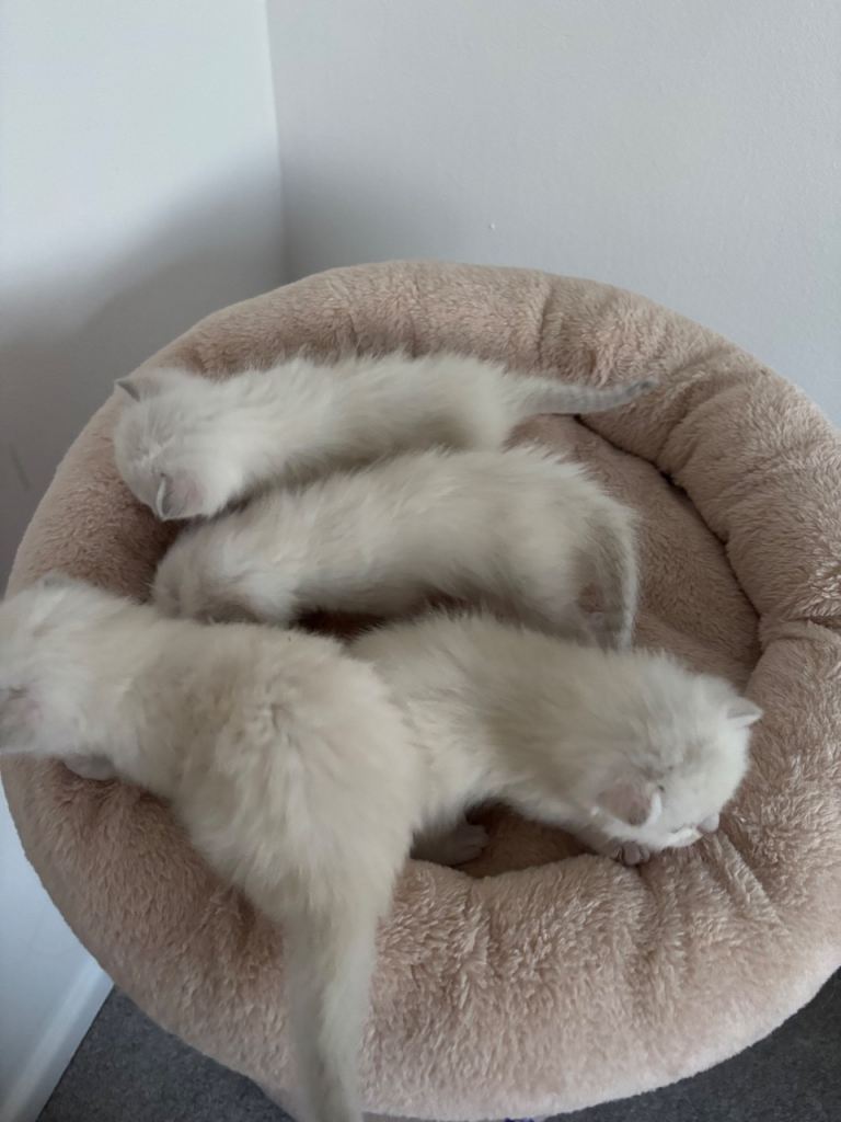 Ragdoll kittens for sale 