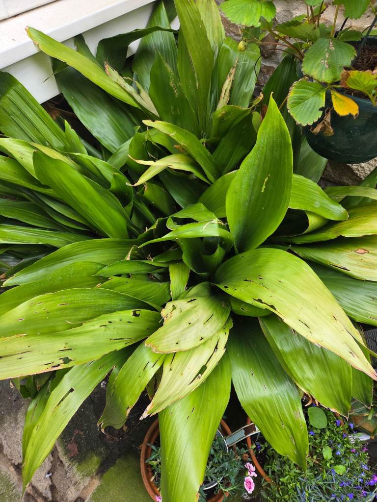 Huge Asperdistra 