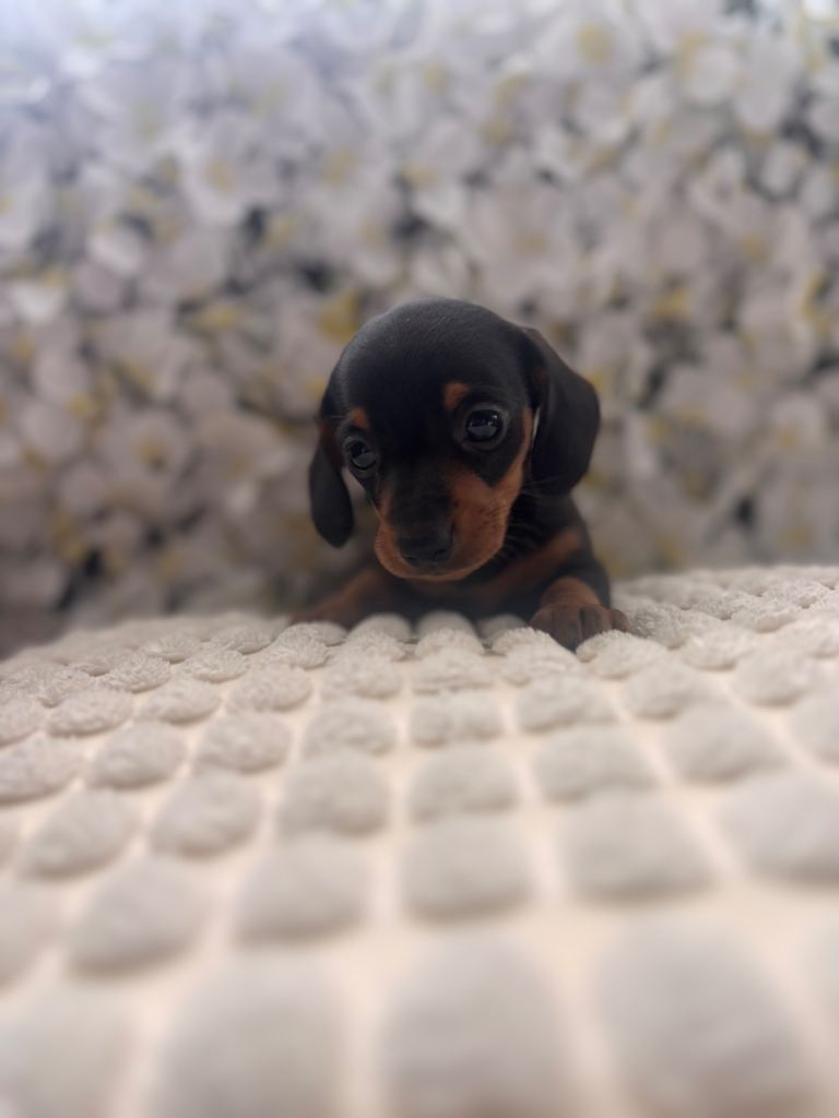 Miniature Dachshund Puppies