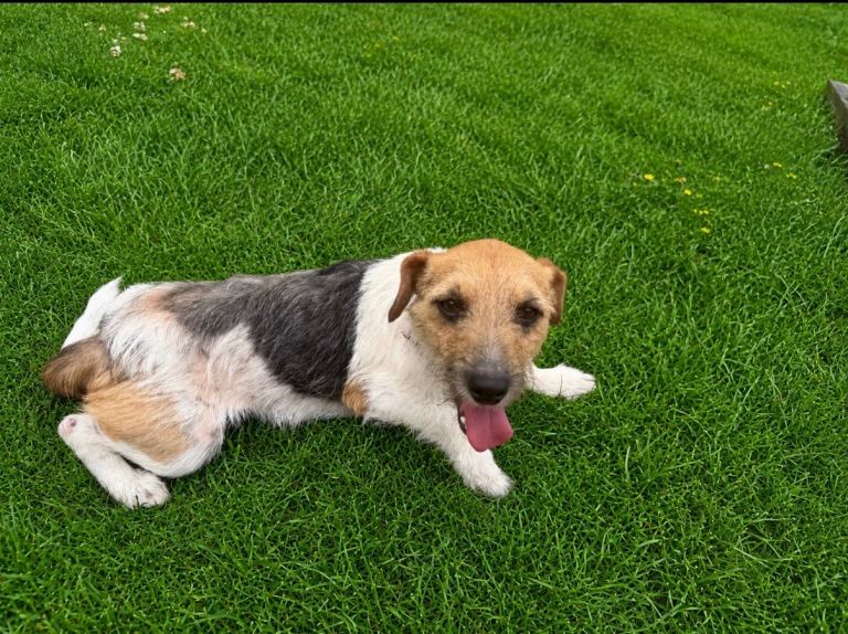 Jack Russel adult girl 