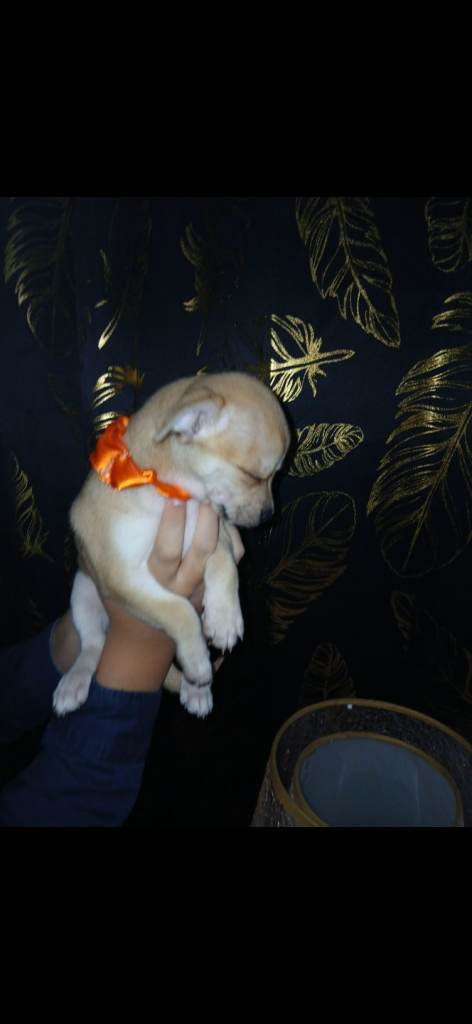 8-week-old female Chihuahuas