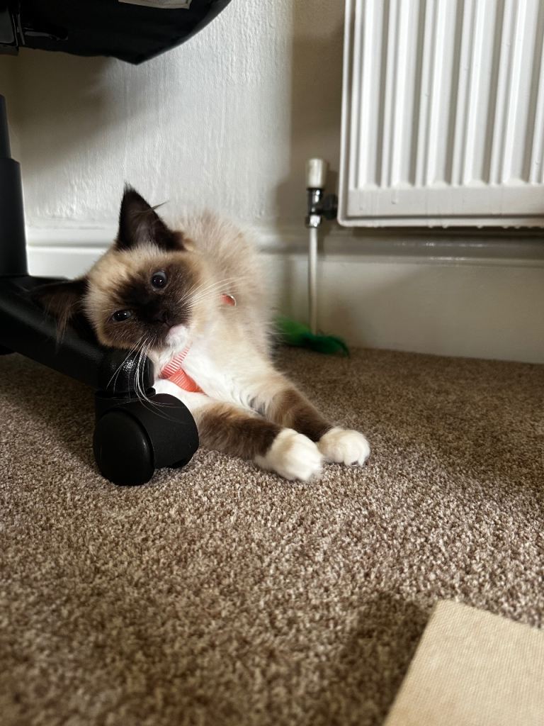 Seal point mitted ragdoll *PLEASE READ DESCRIPTION 
