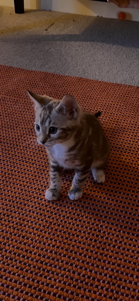 Bengal Cross kitten 