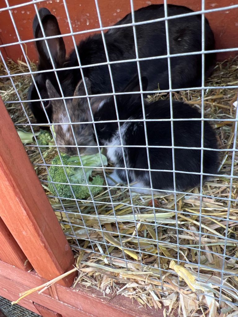 2 month old bunnies are adorable
