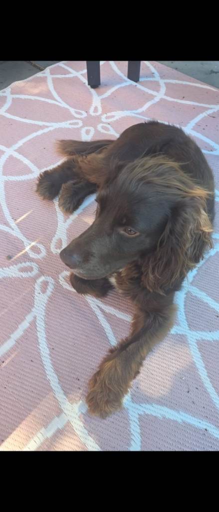 Bailey 