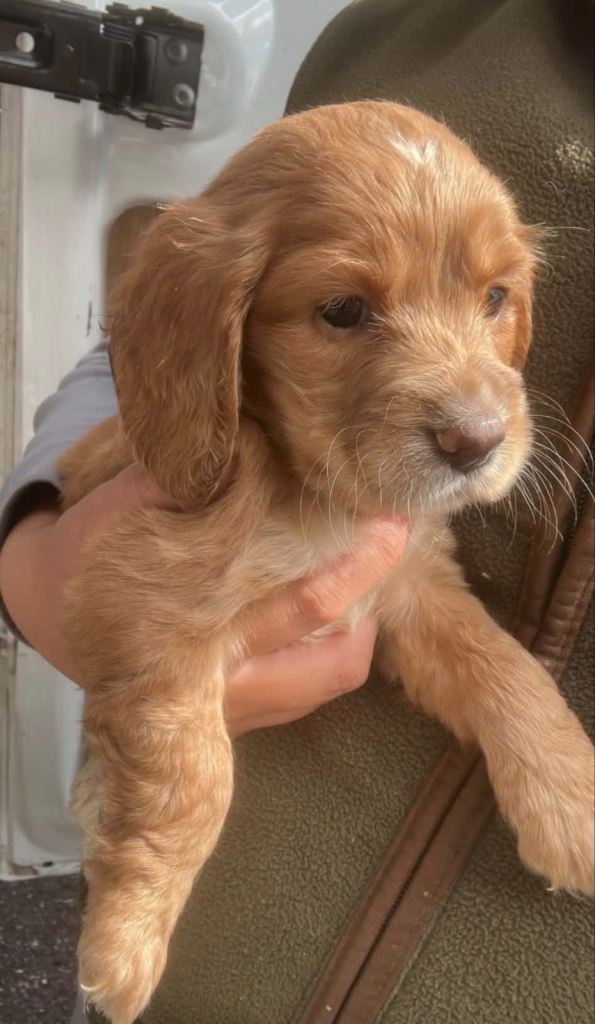 Beautiful girl cocker spaniel 