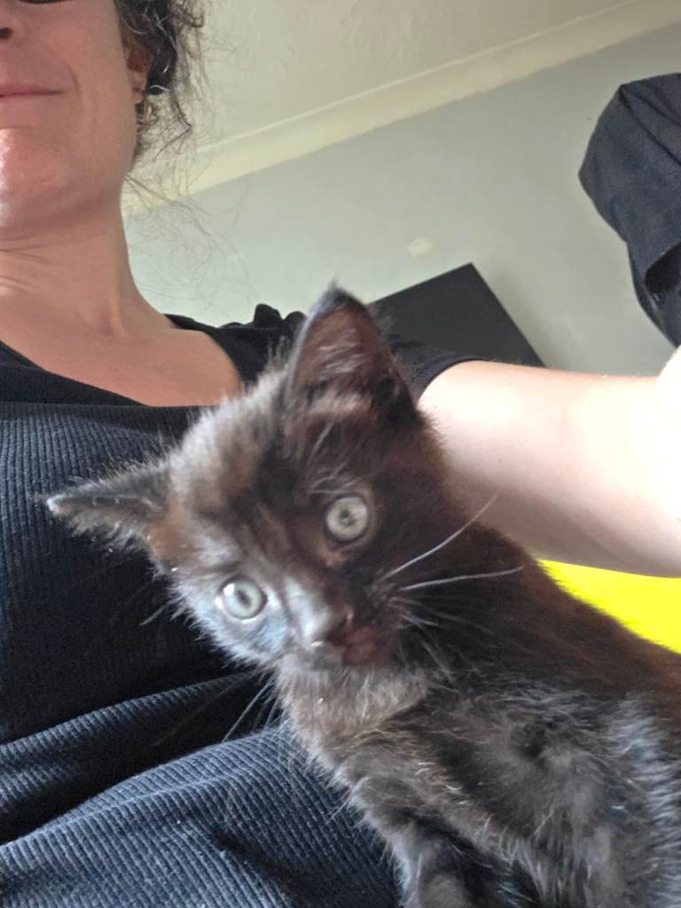 Kitten