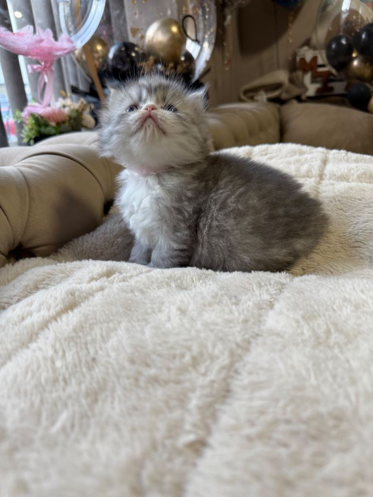 Persian kittens 