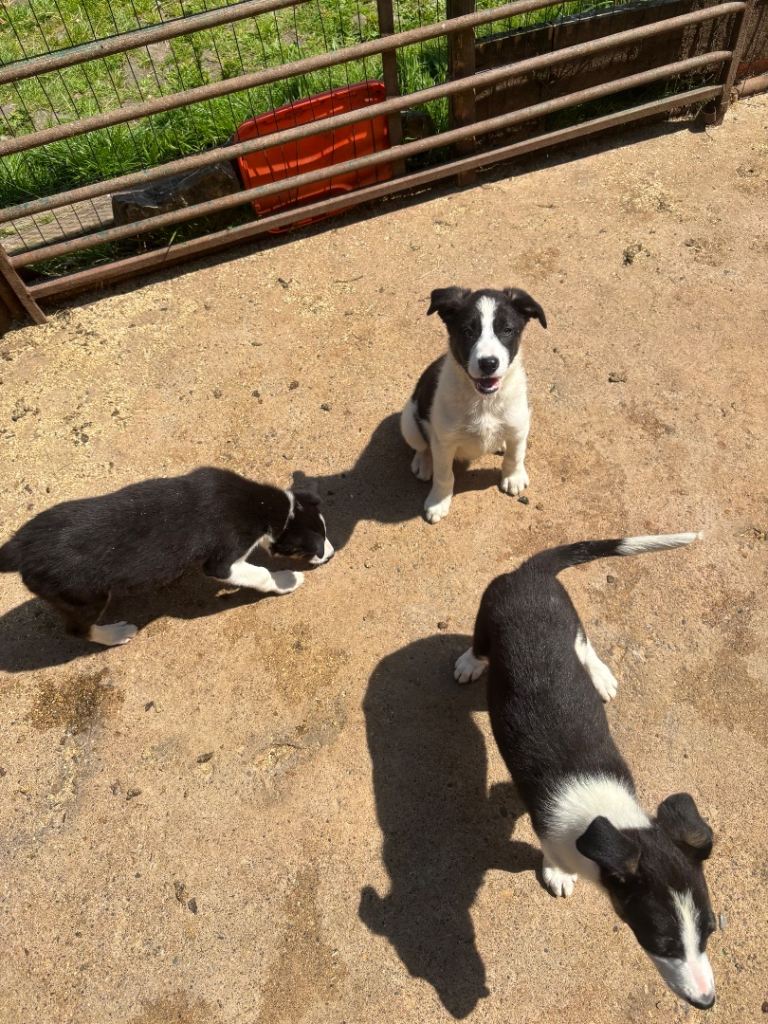 Border collie pups 